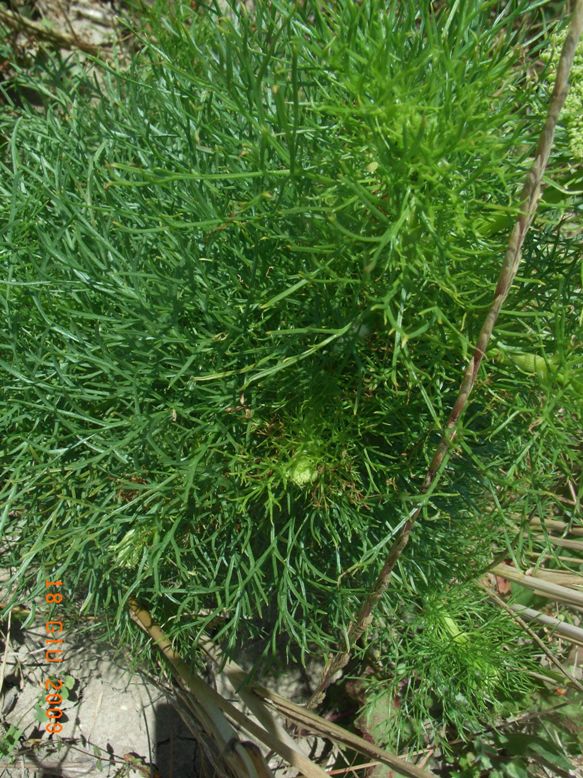 Ammi visnaga (= Visnaga daucoides )  /  Visnaga comune